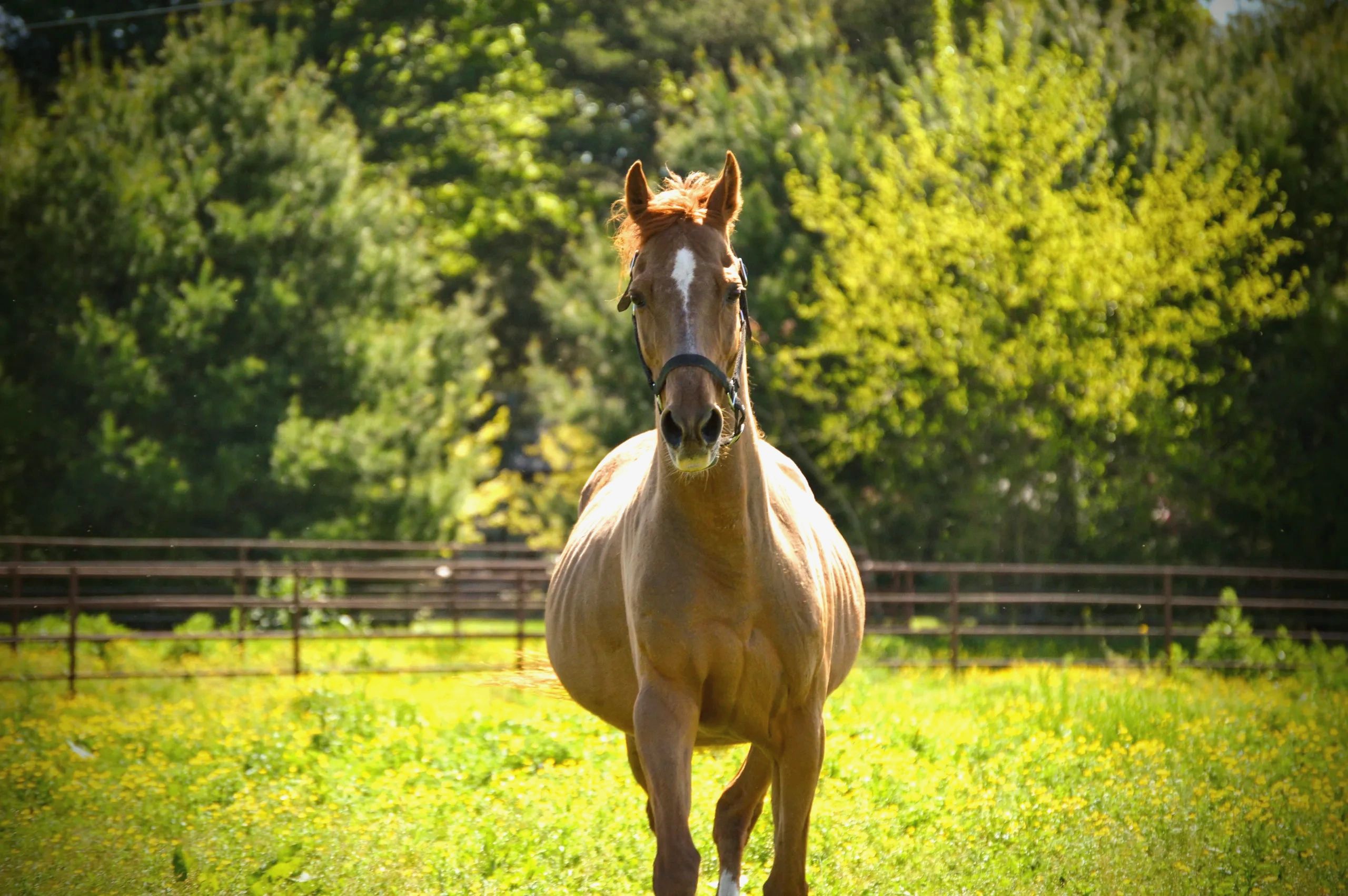 Home [equusrescue.org]