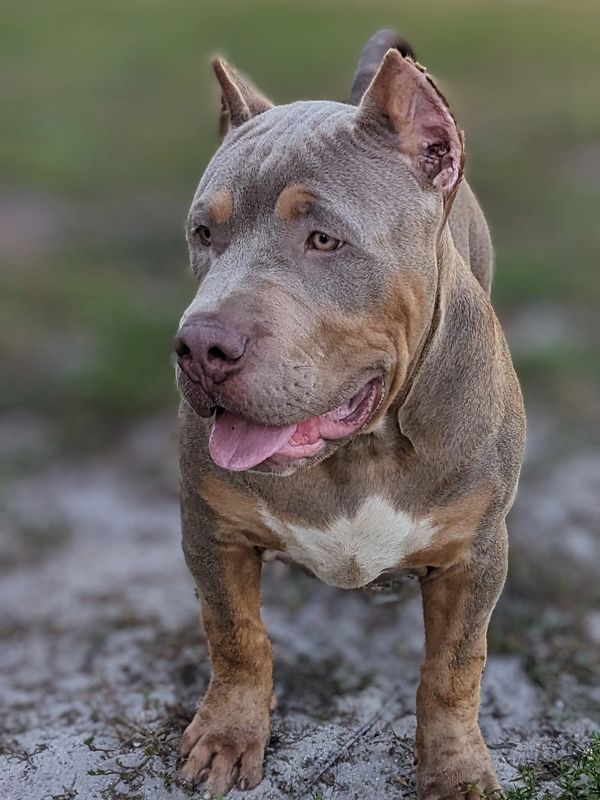 Caona Bully Kennels 2023, XL American Bully Puppies