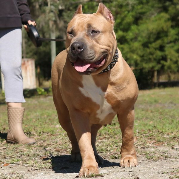Done Right Bully Kennel