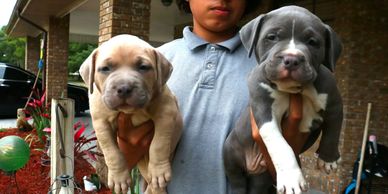 Caona Bully Kennels 2023, XL American Bully Puppies