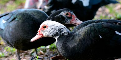 Close-up of black ducks with white and red markings on their heads.