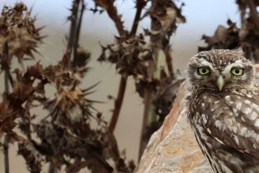 A small owl perched on a rock with dry plants in the background.