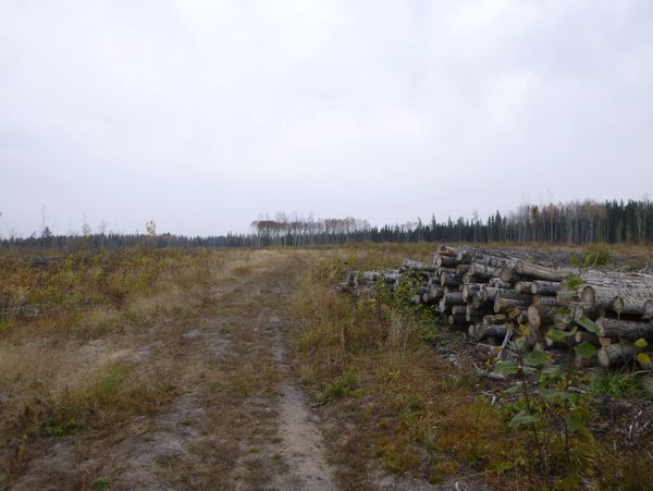 Saskatchewan Forestry HRIA - cutblock in Northern Saskatchewan