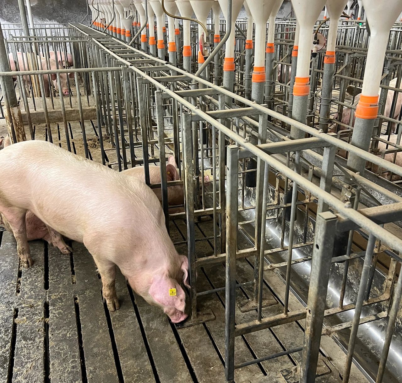 Sow in Gestation Barn