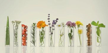 Various herbs, flowers, and nuts displayed in clear glass tubes on a white surface.