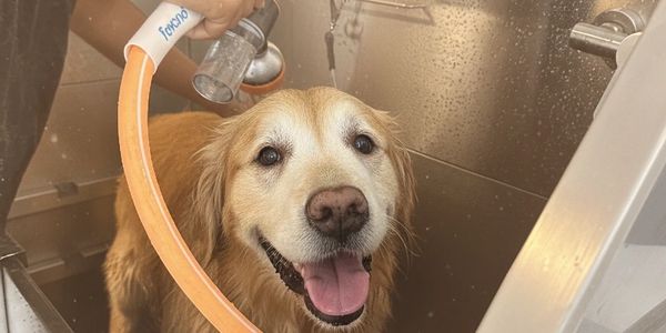 Um cachorro tomando banho