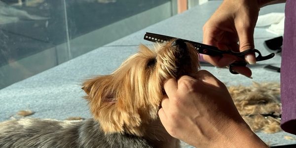 Uma cachorra sendo tosada