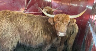 Farm Animals, Cow Sale - Aster Landing Mini Farm - Peculiar, Missouri