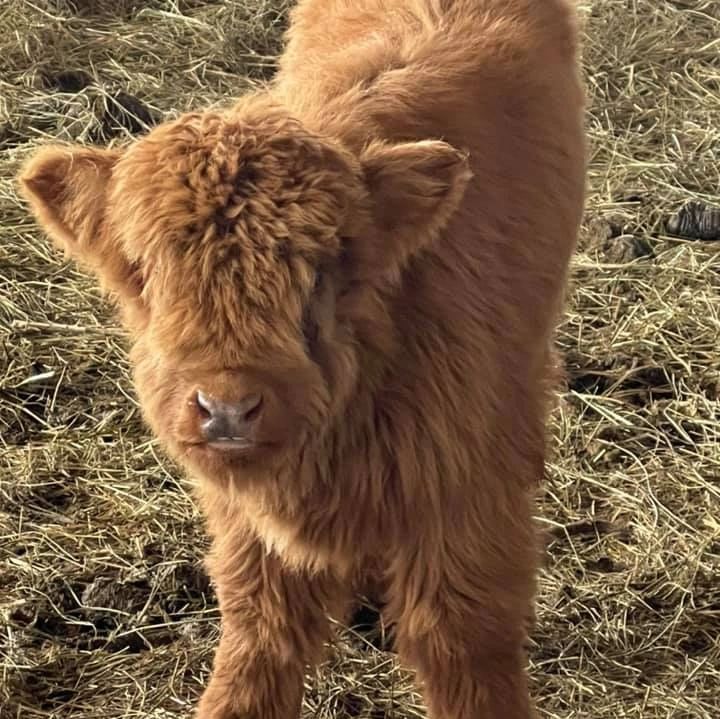Farm Animals, Cow Sale - Aster Landing Mini Farm - Peculiar, Missouri