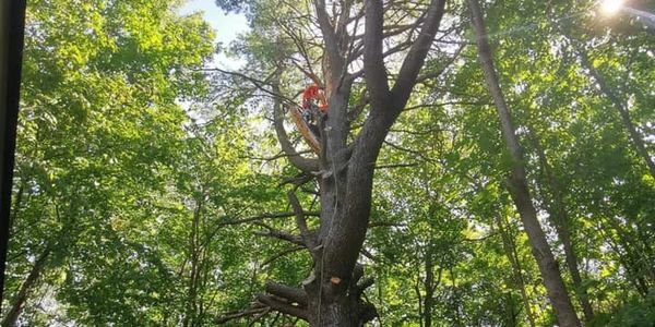 tree removal by arborist