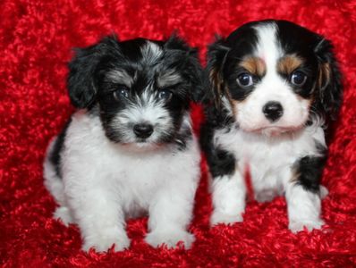 Havanese and Cavalier puppies for sale