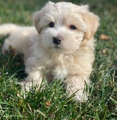 Beautiful Havanese Puppy from Cottonwoodpuppies,com