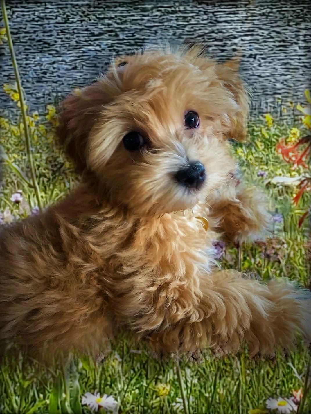 how much do havanese puppies sell for