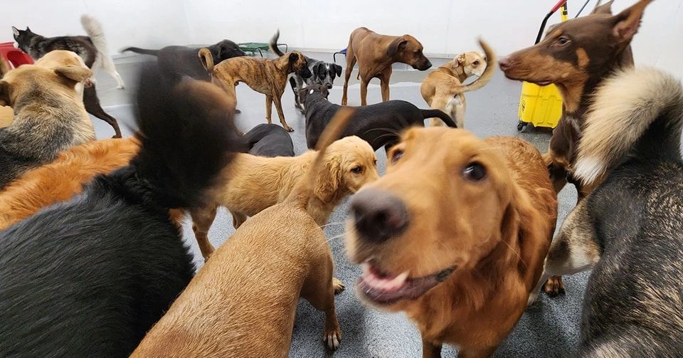 A lively group of various dog breeds socializing indoors.