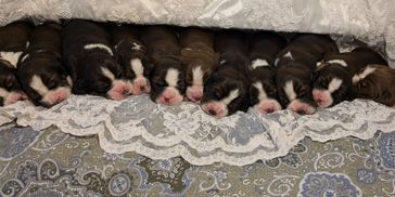 Denim & Lace litter, July 30, 3024
Regal and Rosie! Had 11 pups! All pups have found wonderful homes