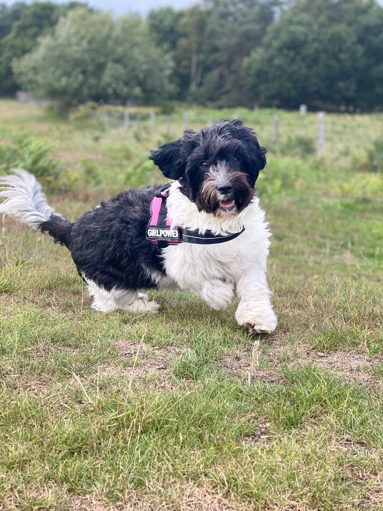 Harrison Pups - Puppies, Cockapoos, Sproodles & Cocker Spaniels