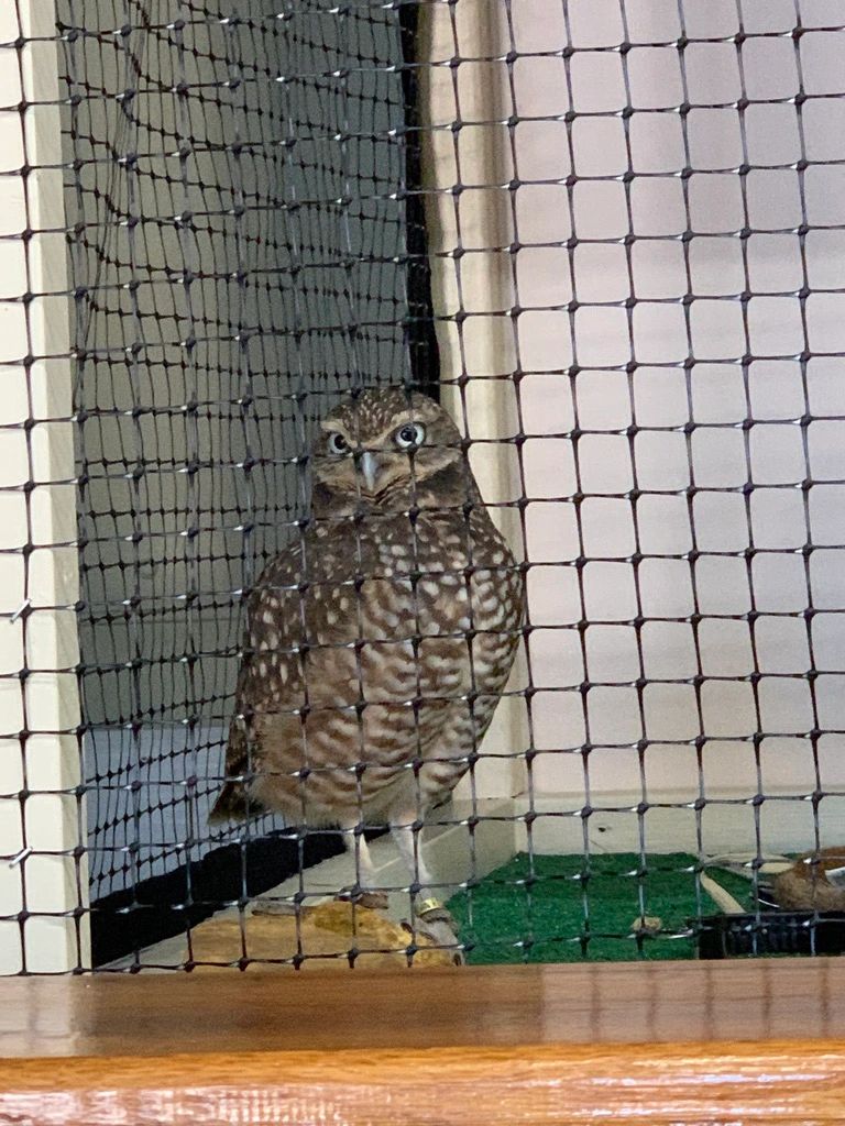Bea the Burrowing Owl Bea the Burrowing Owl