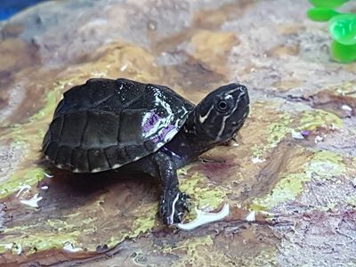 Black musk turtle 