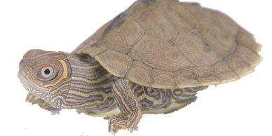 A close-up of a small turtle with patterned shell and skin.