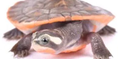 Close-up of a small turtle with distinctive markings on its head and shell.