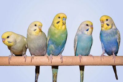 Budgies