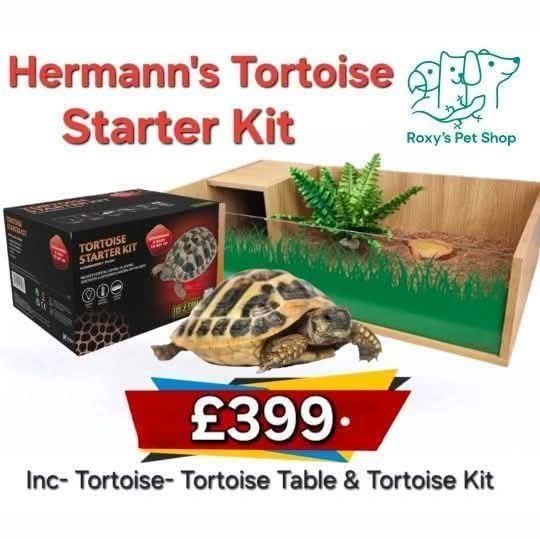 Tortoise Shell Kit Tortoise Full Starter kit - Including tortoise