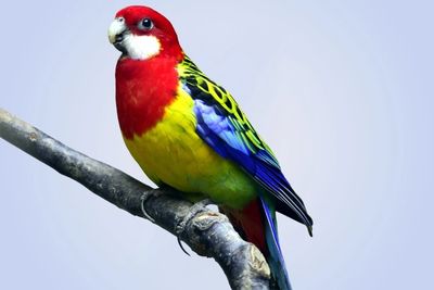 Golden mantle rosella 