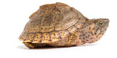 Close-up of a small brown turtle with a patterned shell on a white background.