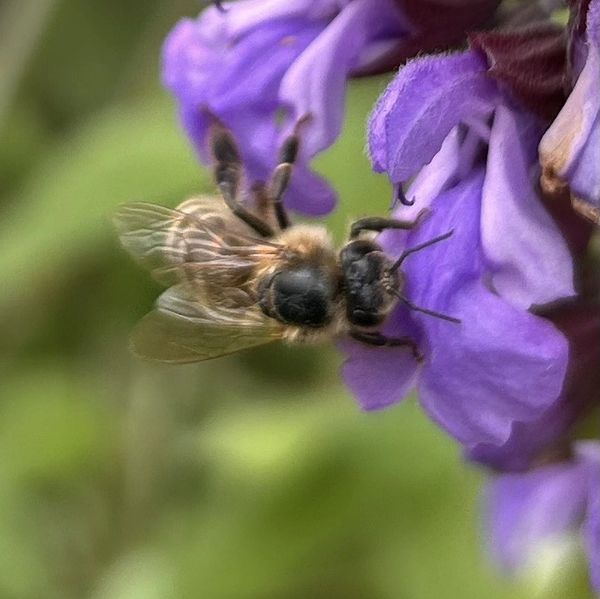 Our bees at work