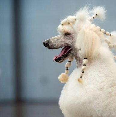 a standard white poodle with braids on top and down its neck and back with pony tails