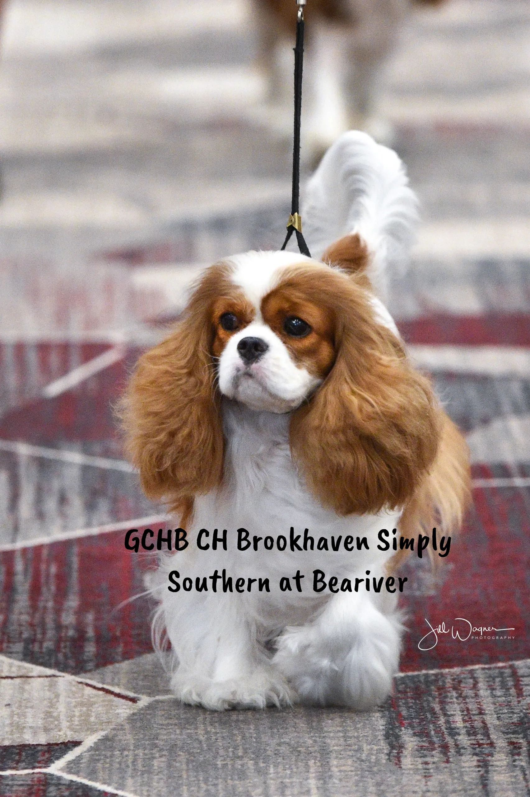 MBISS GCHB Brookhaven Simply Southern At Beariver "Savannah"