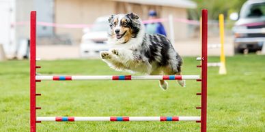 Australian Shepherd dog jumping over an agility hurdle on grass.
