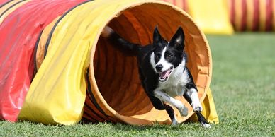 A black and white dog excitedly runs out of an agility tunnel on grass.
