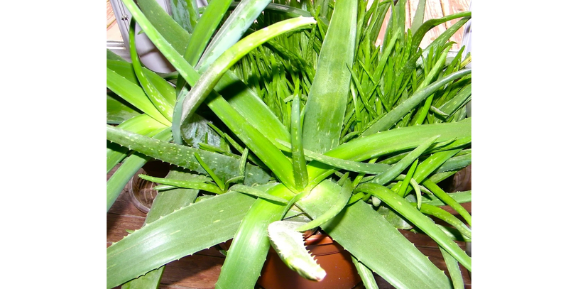 Home Gardening Consultant Tropical Aloe