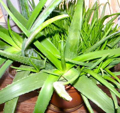 Aloe plant