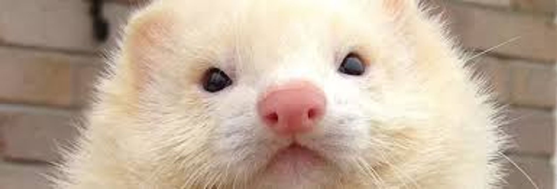 ready to adopt Broward Ferret Rescue Inc.