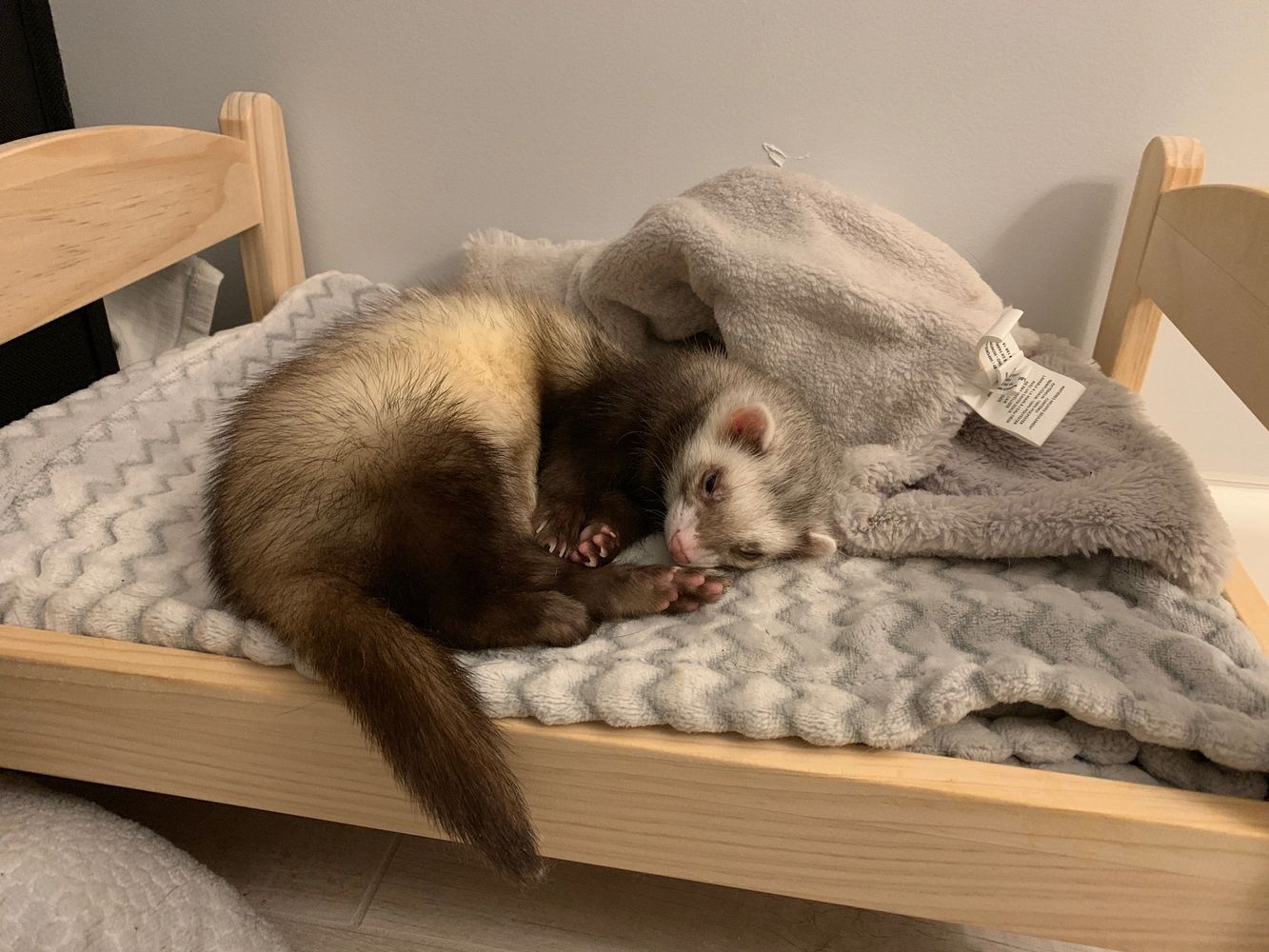 Broward Ferret Rescue Inc.