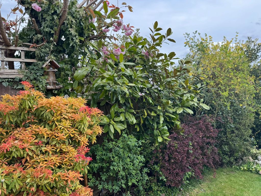 Pruning established borders