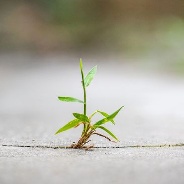Small green plant growing through a crack.