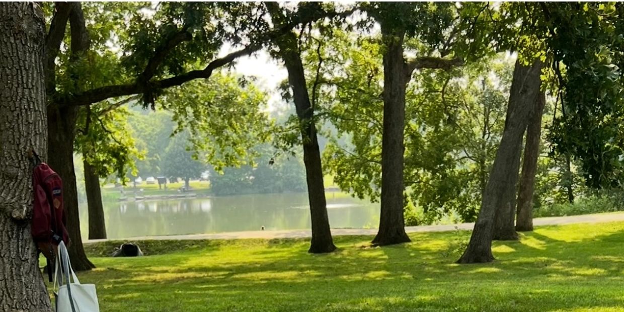 A peaceful park scene with tall trees and a lake in the background.