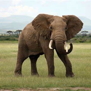 The elephant is a mighty path opener and matriarchal protector over the herd, like my role in life! 