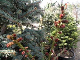 Red Tipped Norway Sprice at the High Country Nursery