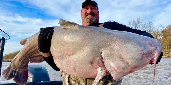 Whopper Catfish Lurk in the Missouri River Downtown