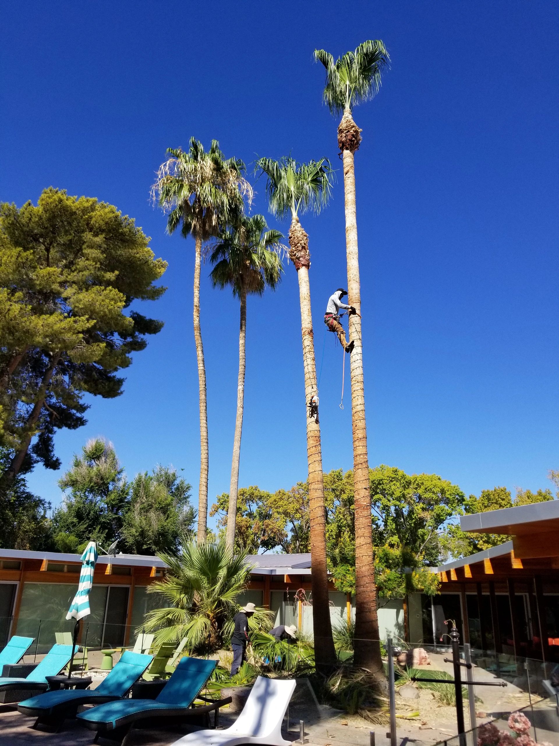 Pablo's Palmas is your Las Vegas Landscaping & Tree Services Company.  We offer monthly services in 