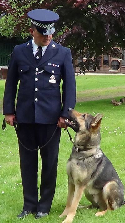 Police dog trainer Kent, police dog trainer London, dog trainer Kent, dog trainer London