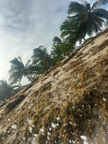 Palm trees along a beach covered with seaweed under a cloudy sky.
