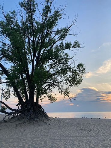A large tree with exposed roots on a beach at sunset.