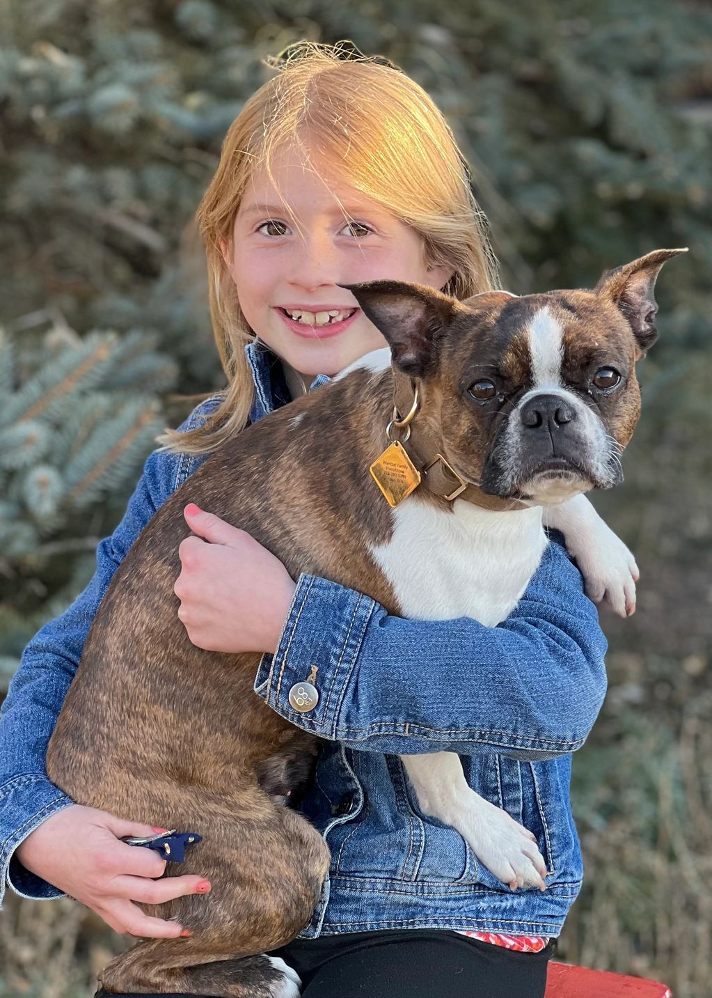Young girl holding a brindle Boston Terrier dog.