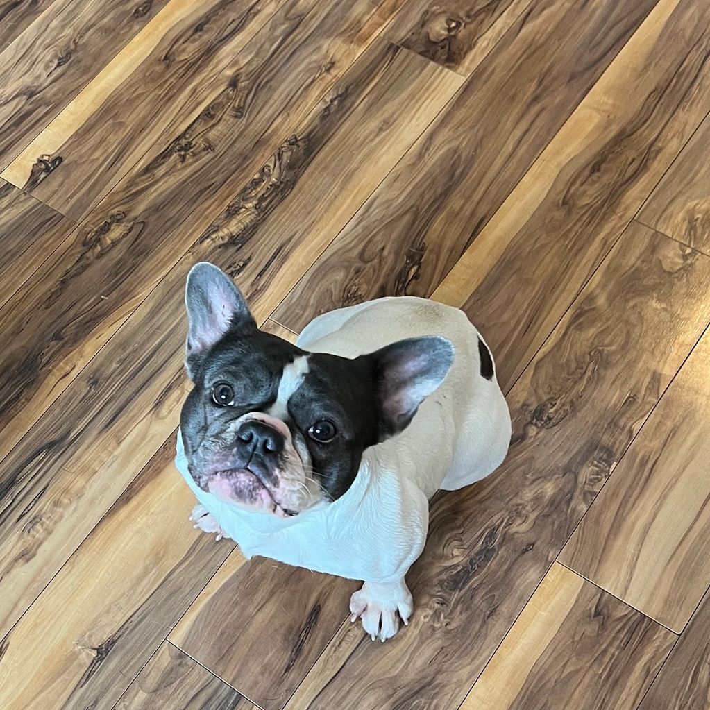 Gracie