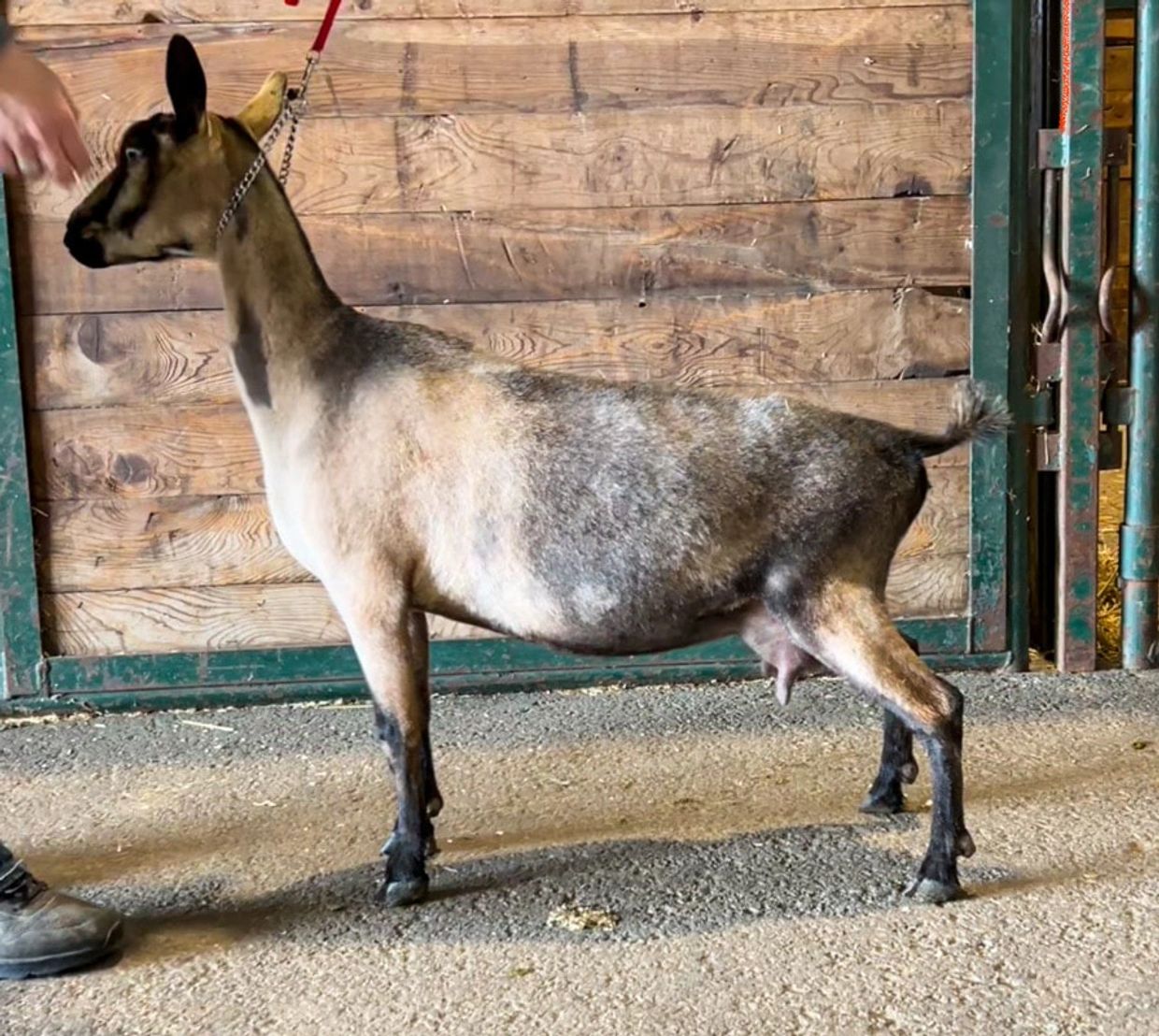 Photo courtesy of Sunquest Dairy Goats 2022
